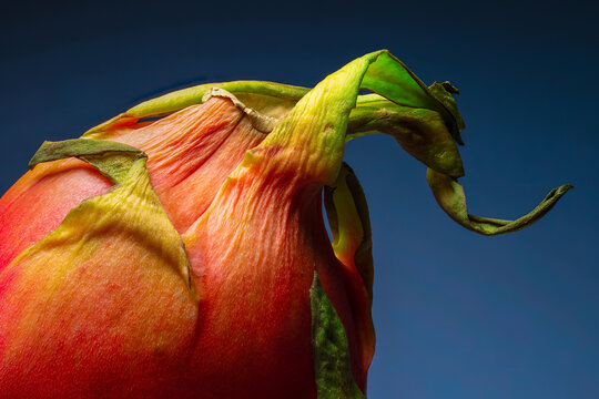 Close up macro photograph of dragonfruit