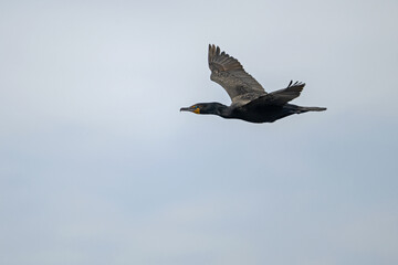 Cormoran à aigrettes en vol