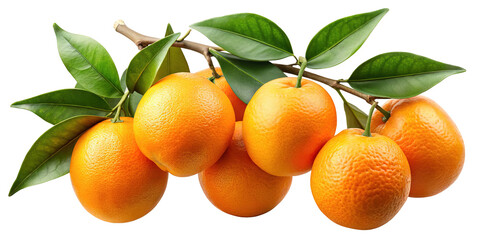 A cluster of ripe vibrant orange fruits hanging from a branch with green leaves isolated on transparent background