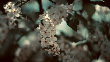 Soft-Focused Lilac Blossoms on a Spring Branch with Vintage Tones
