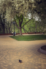 Lonely Pigeon on Paved Path in Spring Park with Blooming Trees