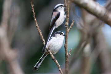 木の枝にとまるエナガ