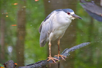 Black crowned heron bird with red eyes perched in habitat. 