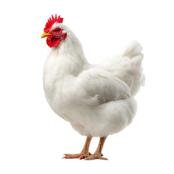 3d white hen chicken isolated on transparent background