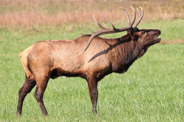 Fototapeta premium Bull elk bugling in the mountains during the fall rutting season. 