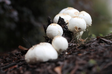 mushroom in the forest floor. 
