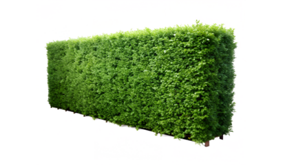 green grass  isolated on white background. PNG Transparent file type with high definition quality And vibrant color grading Available.