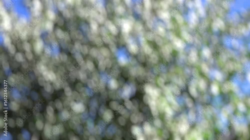 Wall mural tree leaves lens blur abstract background 4k loop features an abstract background in green with whit