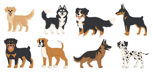 Set of cartoon dog breeds. Collection of large dogs of different breeds. Golden retriever, husky, bernese mountain dog, doberman, rottweiler, boxer, shepherd and dalmatian. Pets on white background.