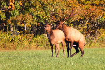 Bull eld and cow bugling mate in the rut in the North Carolina mountains. 