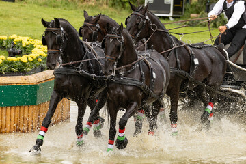 Kutschsport © Nadine Haase
