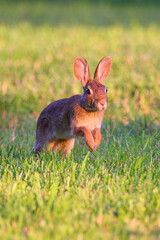 Cute bunny rabbit cottontail closeup in grassy field and eating apples. 