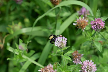 Bee on Clover