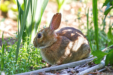 Cute bunny rabbit cottontail closeup in grassy field and eating apples. 