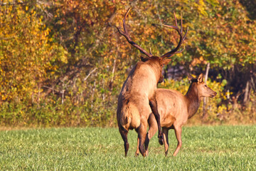 Bull elk and cow bugling mate in the rut in the North Carolina mountains. 