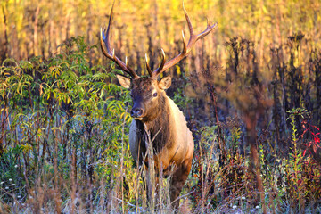Bull elk and cow bugling mate in the rut in the North Carolina mountains. 