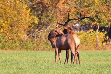 Bull eld and cow bugling mate in the rut in the North Carolina mountains. 