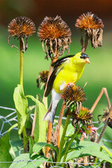 Yellow bird gold finch amongst colorful flowers eating seeds. 