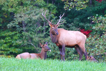 Bull elk and cow bugling mate in the rut in the North Carolina mountains. 