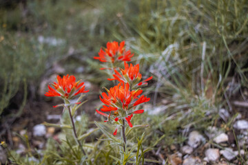 Summer Hiking Views of Farmington Canyon Utah Waterfalls and Flowers 