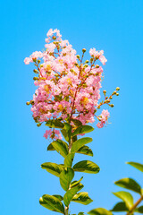 ピンク色のかわいい百日紅