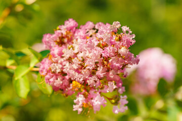 ピンク色のかわいい百日紅