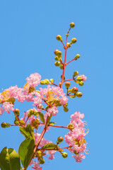 ピンク色のかわいい百日紅