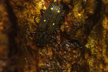 樹液を吸うヨツボシオオキスイ