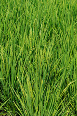 花芽をつけ始めた風に揺れる稲