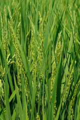 花芽をつけ始めた風に揺れる稲