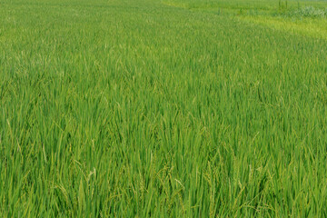 花芽をつけ始めた風に揺れる稲