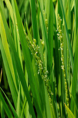 Naklejka premium 花芽をつけ始めた風に揺れる稲