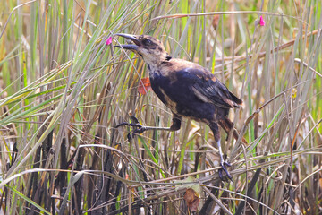 Adolescent boat-tailed grackle brown bird walking among marsh reeds. 