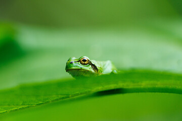 紫陽花の葉の上で休むアマガエル