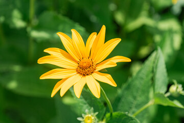 Close-up of a vibrant yellow flower with dark centers, in an outdoor Central European setting Soft natural lighting and realistic style emphasize the freshness and vitality of the flower No human p