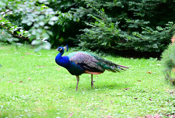 Obraz premium Pfauen in Forstbotanischer Garten und Friedenswald Köln, Deutschland