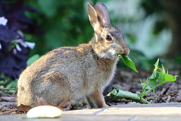 Cute bunny rabbit cottontail closeup in grassy field and eating apples. 