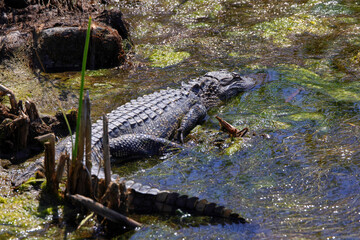 American alligator in saltwater marsh habitat. 