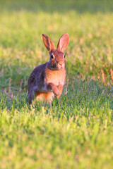 Cute bunny rabbit cottontail closeup in grassy field and eating apples. 
