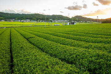 茶畑の緑の中を走るローカル線