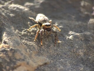 springspinne
