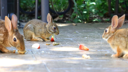 Cute bunny cottontail rabbits closeup on patio eating apples. 