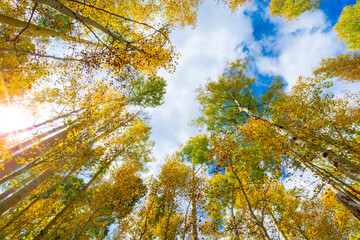 Golden Aspen Trees Under Blue Sky – Fall Colors on Aspen Loop Trail, Flagstaff AZ