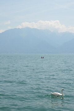 Lago tranquilo com cisne nadando e montanhas ao fundo em dia claro
Peaceful lake with swan swimming and mountains in the background on clear day