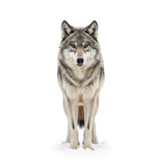 wolf isolated on white