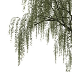 tree isolated on white background