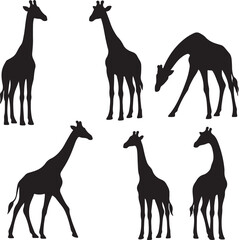 vector set of silhouttee giraffes in different poses  on white background