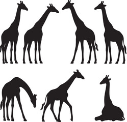 vector set of silhouttee giraffes in different poses  on white background