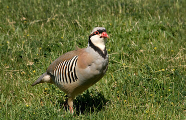 Chukar, a beautifulgame bird, living in the wild.