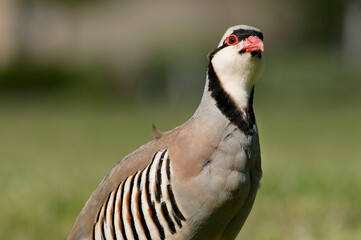 Chukar, a beautifulgame bird, living in the wild.
